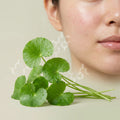 Centella Asiatica