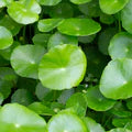 CENTELLA ASIATICA